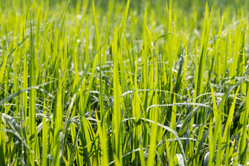 Dew on the grass in the sunny morning with beautiful soft bokeh effect. sunrise on the green grass