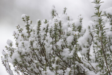 Thymian im Winter mit Schnee