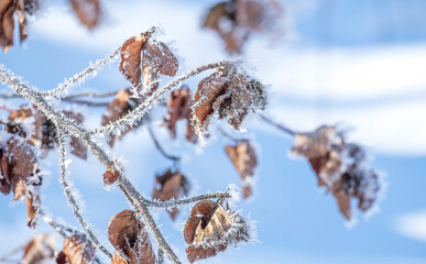 Buchenzweig im Schnee mit Eiskristallen