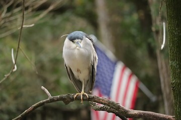 Black Crowned Night Heron with American Flag Background 