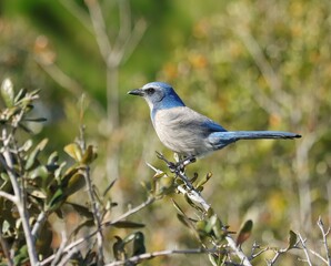 Obraz premium Gorgeous Florida Scrub Jay Endangered Merritt Island NWR 