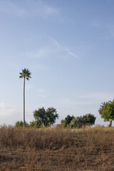 Palm tree on the golf course in the Ria Formosa lagoon, Algarve