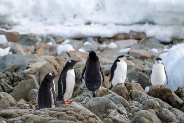 Obraz premium Chinstrap penguin (Pygoscelis antarcticus) in Antarctica. Wild nature.