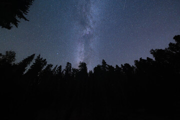 Starry night sky over a dark silhouette of a coniferous forest. The Milky Way stretches across the sky, creating a breathtaking spectacle. Calm and serene atmosphere of the night forest. © Dmitri