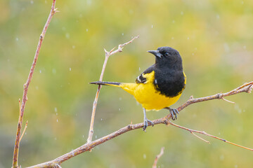 Scott's Oriole Male in Southern Arizona
