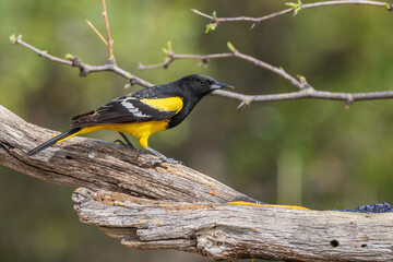 Scott's Oriole Male in Southern Arizona