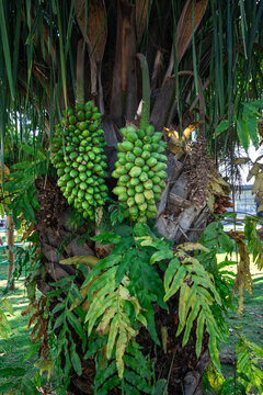 Tropical Bacuri tree in a park