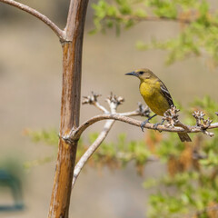 Scott's Oriole Female in Southern Arizona