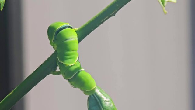 Primer plano de una oruga Papilio demoleus en una rama