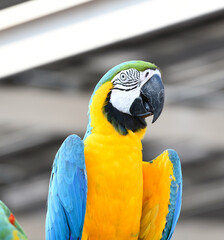 blue and yellow macaw rest on top building