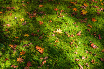 苔と落ち葉