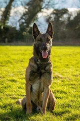 Young male black and tan belgian malinois cross dutch herder shepherd at 24 months old dog off leash sitting obediently facing camera green meadow sunny day Milton Keynes Buckinghamshire England UK