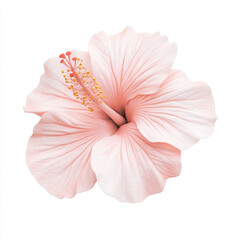 beautiful 3D illustration of hibiscus flower showcasing delicate pink petals and vibrant yellow stamen, perfect for floral designs and nature themes