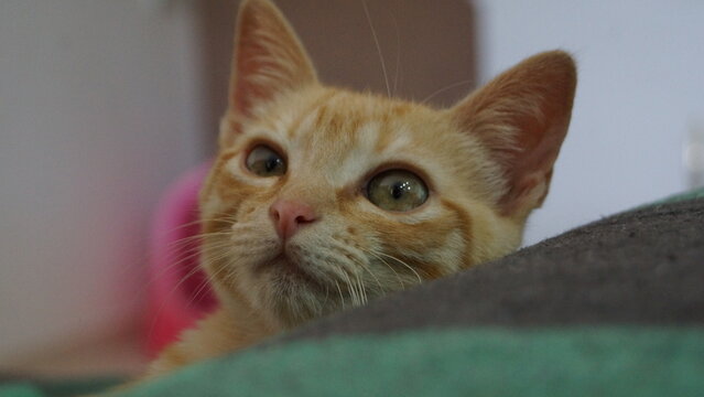 Gata Amarela Close no Rosto 