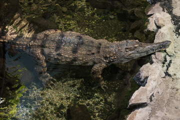 A crocodile resting in the water in the interior of the concrete part.
