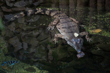 Crocodile resting in water indoors.
