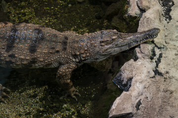A crocodile resting in the water in the interior of the concrete part.
