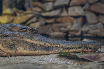 Close-up of a crocodile's head lying on the sand in the interior.
