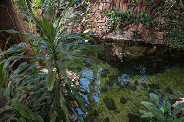 Crocodile resting in water indoors.
