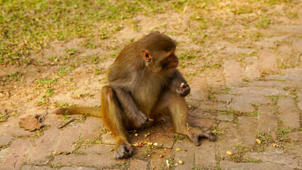 Indochinese rhesus macaque eating peanuts 