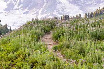 Purple Cascade Aster wildflowers along a hiking trail in Mount Rainier National Park.