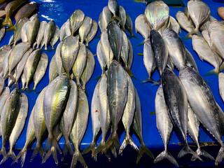 A vibrant display of fresh, glistening fish at a market stall, photographed from a close-up perspective to highlight the textures and colors