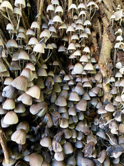 A cluster of delicate mushrooms covers a fallen log in a close-up shot, creating a mesmerizing texture and pattern