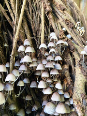 A cluster of delicate mushrooms emerges from a network of roots in a close-up shot, creating a mesmerizing texture and pattern