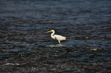 The Pacific reef heron (Egretta sacra), also known as the eastern reef heron or eastern reef egret, light morph coral egrets foraging in the coastal area.