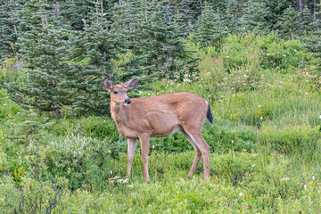 Black Tailed Deer in a meadow near Paradise in Mount Rainer National Park.