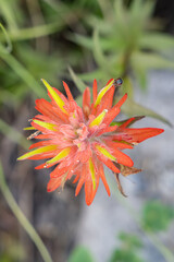 Mount Rainier National Park, Washington, United States.