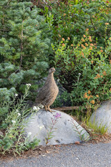 Female Sooty Grouse along a hiking trail near Paradise in Mount Rainier National Park.