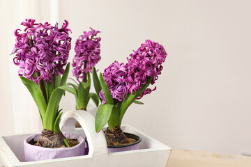 Basket with hyacinths on wooden table near light wall
