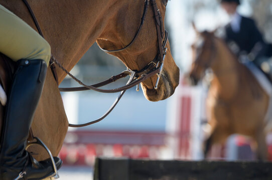 Detail on horses at show jumping arena