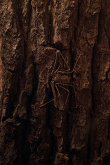 Close-up of a crab spider on a tree bark.
