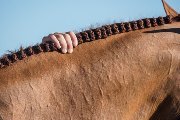 Hand on braided horse mane © Mark J. Barrett