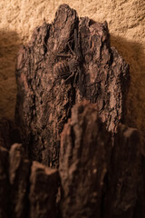 Close-up of a crab spider on a tree bark.
