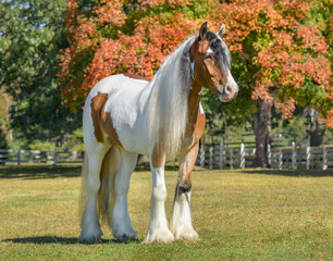 Gypsy Vanner Horse stallion stands in whitew fence pasture with autumn foliage