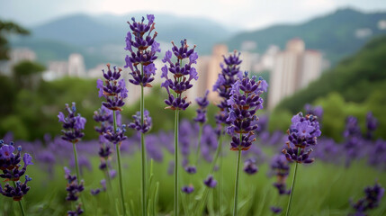 Lavender Field in Bloom: Serene Nature Photography