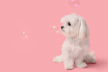 Cute Maltese dog with soap bubbles on pink background