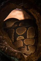 King python sleeping and curled up in a tree trunk.
