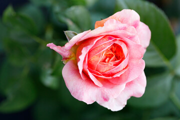 Pinkish orange beautiful blooming roses in garden, closeup.
