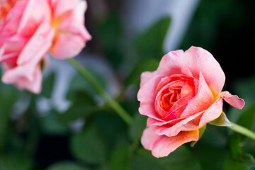 Pinkish orange beautiful blooming roses in garden, closeup.
