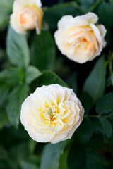 Yellow beautiful blooming rose in garden. Closeup.
