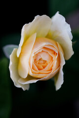 Yellow beautiful blooming rose in garden. Closeup.