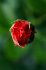 Pinkish orange beautiful blooming roses in garden, closeup.
