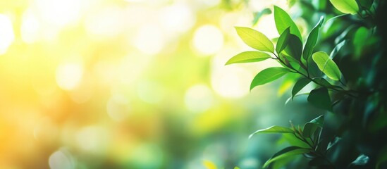 Obraz premium Green leaves with sunlight background creating a bokeh effect and ample copy space for text placement
