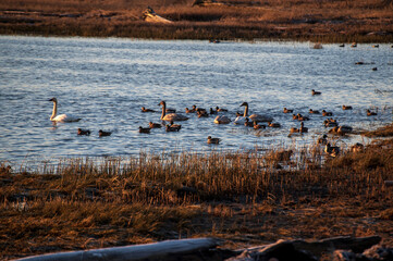 Swans and ducks on the estuary after their winter migration at the Fir Island Reserve in the Skagit Valley. A popular bird watching destination due to the sheer number of birds in the area.
