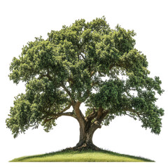 Fototapeta premium a large. lush tree with a broad canopy. showcasing vibrant green leaves and a sturdy trunk it stands on a grassy area. emphasizing its natural beauty and providing a serene. calming atmosphere the ill