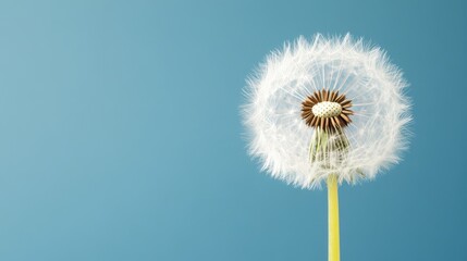 Obraz premium Dandelion seed head with blue background and copy space for text